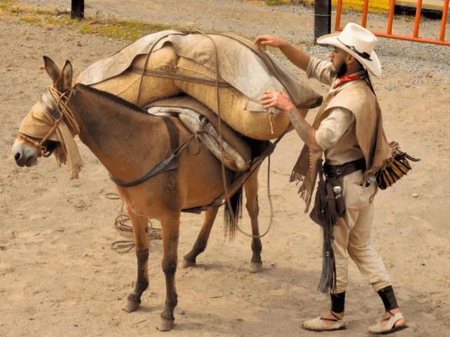 Arriero cargando una mula con café