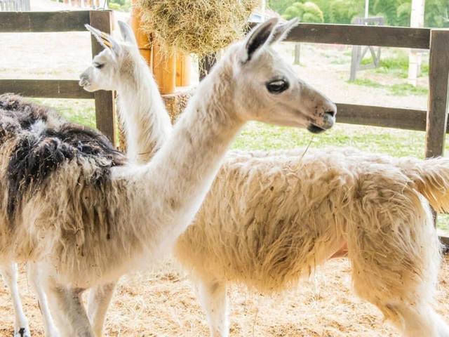 Granja interactiva con animales en el Eje Cafetero